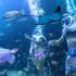 Delphinus Experiencia Completa